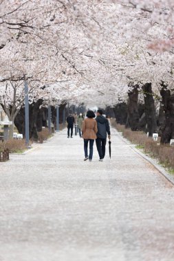 Parkta kiraz çiçekleriyle kaplı bir patikada yürüyen bir çiftin dikey görüntüsü.