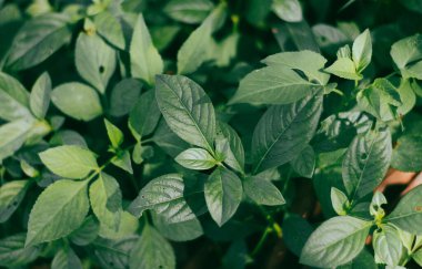 Bahçedeki parlak yeşil yapraklardan oluşan bir çalılığın yüksek açılı görüntüsü.