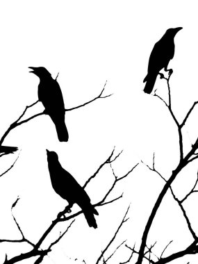 Beyaz arka planda izole bir ağacın çıplak dallarına tünemiş üç siluetli karga.