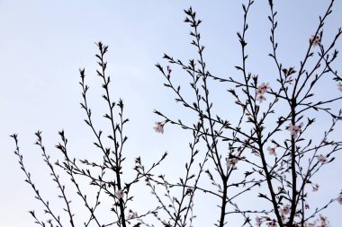 Gökyüzünün arka planında mevsimlik pembe çiçek dalları