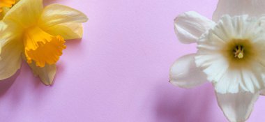 Pembe arka planda nergislerin üst görüntüsü.