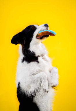 Siyah beyaz bir köpeğin sarı arka planda burnunda bir oyuncakla oynadığı dikey bir çekim.