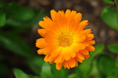 Calendula 'nın yeşil yapraklı arka planına yakın çekim. Seçili odak.