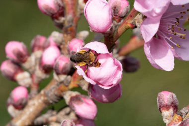 Şeftali ağacının çiçeklerinden beslenen bal arısının yakın plan fotoğrafı.