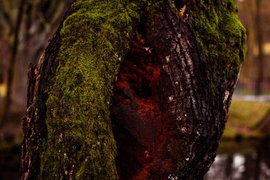 Yosun kaplı bir ağaç gövdesinin yakın çekimi.