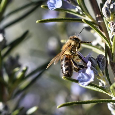 Bulanık arka planda Rosmarinus 'ta bir bal arısının yakın plan çekimi.