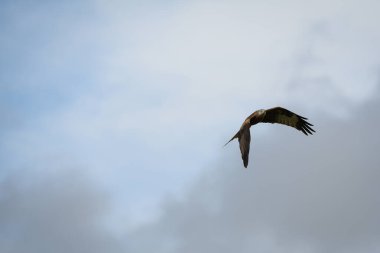 Galler, Rhayader 'da bulutlu gökyüzünde uçan kırmızı bir uçurtma manzarası