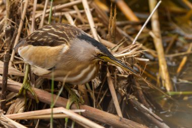 Küçük Bittern (Ixobrychus minute), Huelva 'daki Donana Ulusal Parkı' nda dinlenen küçük balıkçıl.).