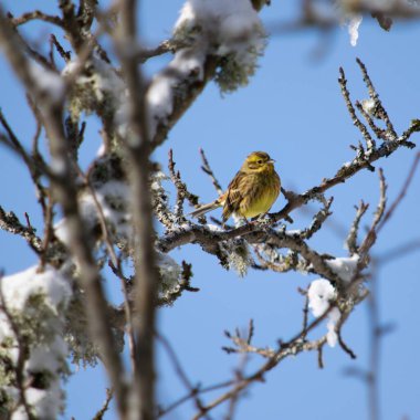 Parlak sarı, sıradan bir yulaf ezmesinin yakın çekimi kışın bir ağaç dalında oturur..