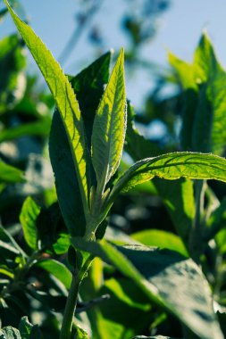 Bahçede güneşin altında büyüyen güzel yeşil yaprakların yakın plan çekimi.