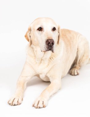 Beyaz arka planı olan Labrador Retriever köpeğinin yakın çekimi.