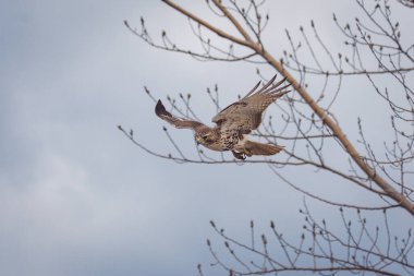 Toronto, Kanada 'da ormanda uçan bir Şahin Kartalı