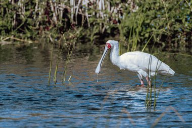 Beyaz Afrika kaşığı suda balık yakalamaya çalışıyor.