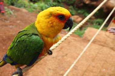Sarı ve yeşil bir papağanın ipteki portresi.