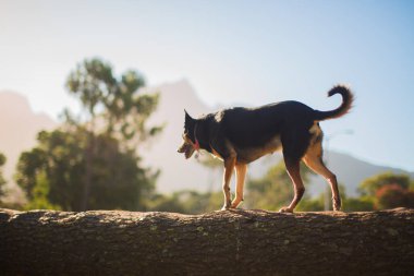 Parkta düşen bir ağaç gövdesinde yürüyen tasmalı bir Alman çoban köpeği.