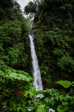 Oahu, Hawaii 'de bir şelale ve canlı yağmur ormanı.