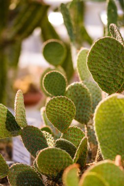 A closeup of Opuntia in a park