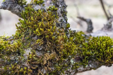 Ağacın gövdesi yeşil yosun ile kaplıydı.