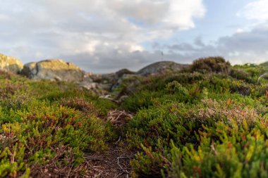 Çimenli kayaların yakın çekimi.