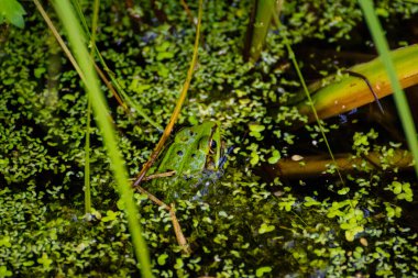 Kafası göletin yüzeyinde olan bir kurbağanın yakın plan fotoğrafı.