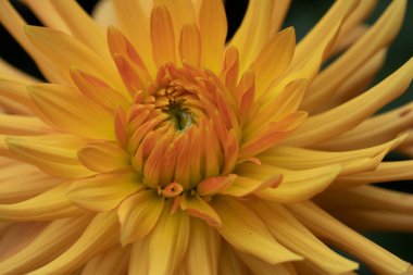 Sarı yıldız çiçeği, bahçedeki sonbahar çiçeği                               