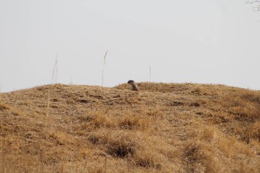 Kuru bir tepede küçük bir hayvan.