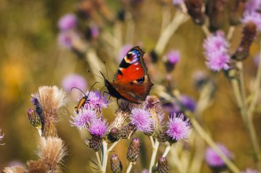 Mor bir çiçekte bir kelebeğin yakın çekimi.