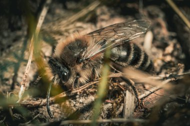 Toprak zeminde bir arıya (Colletes inaequalis) yakın çekim