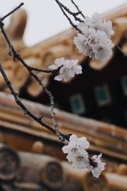 Bir binanın arka planında çiçek açan kiraz ağacı dallarının yakın çekimi