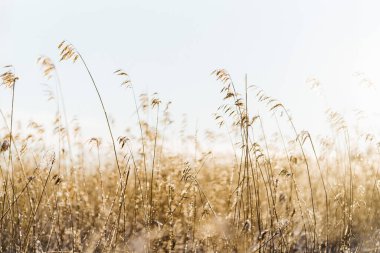 Hafif bahar esintisinde akan sazlıklar