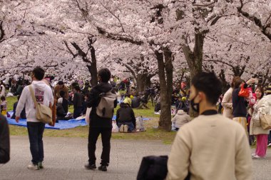 Bahar mevsiminde kiraz çiçeklerinin açtığı bir Sakura sokağı yürüyüş ve fotoğraf çekimi için en sevilen yerlerden biri haline gelmiştir..