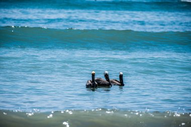 Güneşli bir günde denizde yüzen üç Kaliforniya kahverengi pelikanının güzel bir fotoğrafı.