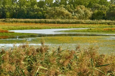Bataklığı olan bir sel ovası ve sabitleme şeridinin arkasında su dolu bir boşluk.