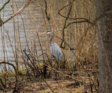Kurumuş bitkilerin arkasındaki gölün kıyısında duran büyük mavi balıkçıl.