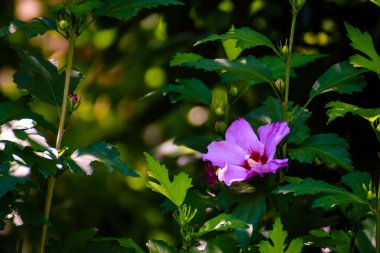 Bahçedeki bir dalda parlak yeşil yapraklar olan mor bir amber çiçeğinin yakın çekimi.