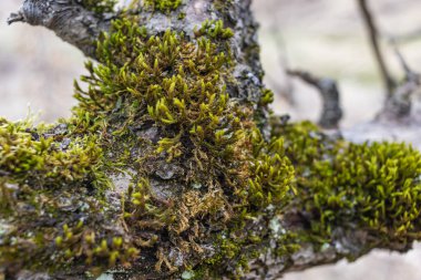Ağacın donmuş yosunlarla kaplı yakın çekimi.