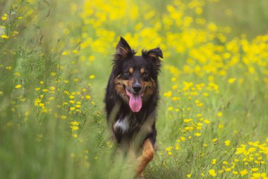 Çiçeklerle dolu tarlada koşan bir Collie 'nin yakın çekimi.