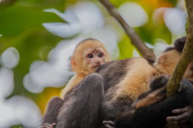Manuel Antonio Ulusal Parkı, Quepos, Kosta Rika 'daki kırmızı sırtlı sincap maymunları.