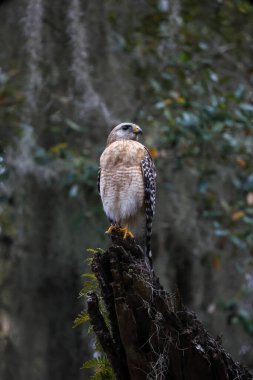 Kırmızı omuzlu bir şahinin ağaçtaki dikey görüntüsü.