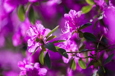Bahçesinde yeşil yapraklar olan güzel bir Rhododendron çiçeğinin seçici odak noktası.