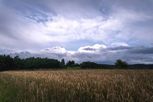 夏の終わりに太陽の下でフィールド上の小麦の完熟した黄金の耳 — ストック写真