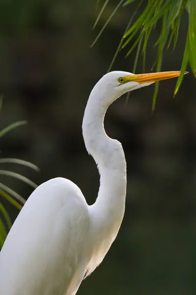 Ένα Κάθετο Πλάνο Ενός Μεγαλοπρεπούς Λευκού Egret Σώμα Λαιμός Κεφάλι — Φωτογραφία Αρχείου