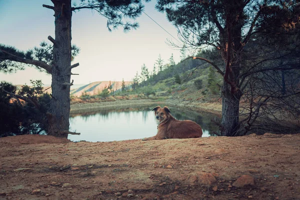 Cute Brown Dog Lying Sandy Lakeshore — Stock Photo, Image