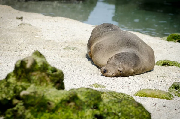 A beautiful shot of a sea lion sleeping on the beach in the Galapagos Islands