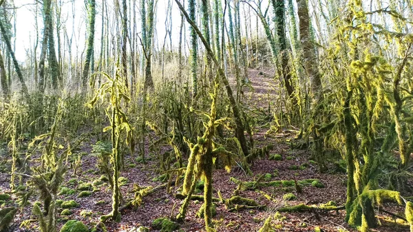 Una Vista Natural Los Arbustos Musgosos Bosque — Foto de Stock