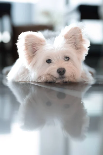 Simpatico Cucciolo Peloso Yorkshire Terrier Appoggiato Tavolo Con Viso Riflettente — Foto Stock