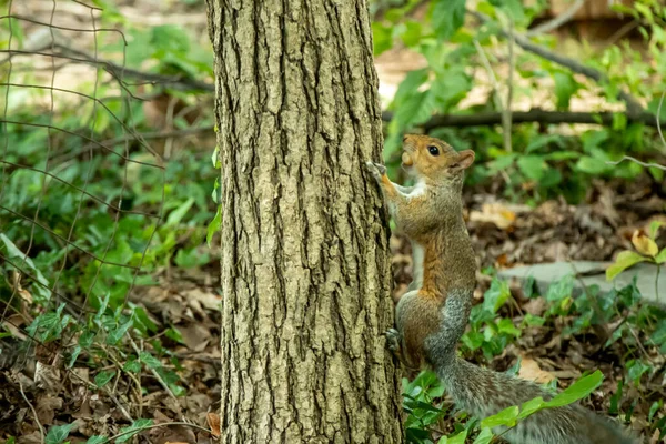 Una Hermosa Foto Una Ardilla Gris Oriental Trepando Árbol — Foto de Stock