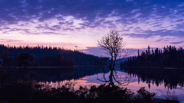 Μια Σιλουέτα Ενός Δέντρου Ένα Μωβ Ηλιοβασίλεμα Δάσος Και Λίμνη — Φωτογραφία Αρχείου