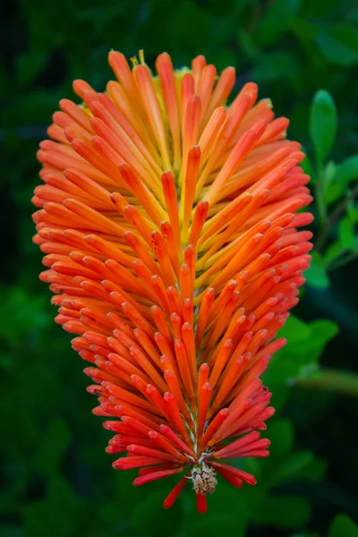 Vertikální Záběr Květiny Kniphofia Rostoucí Zahradě — Stock fotografie