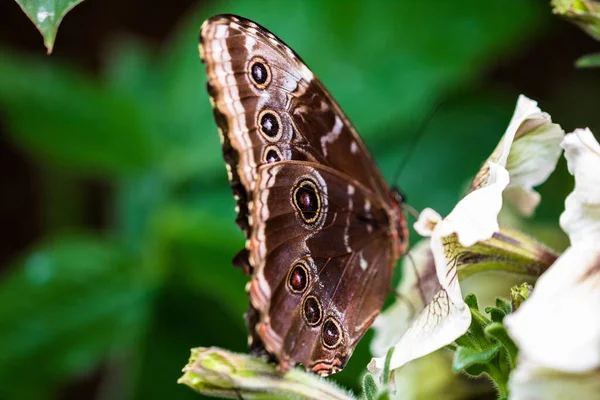 Zbliżenie Błękitnego Morpho Motyl Usiadł Małym Różowym Kwiatku Zielonym Krzewie — Zdjęcie stockowe